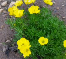 Alpine Buttercup