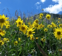 Aspen Sunflowers