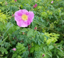 Wild Rose