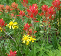 Scarlet Paintbrush