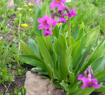 Parrys Primrose