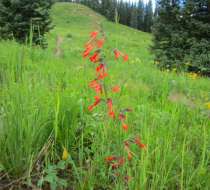 Scarlet Gilia