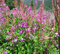 Fireweed