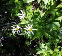 Wood Aster