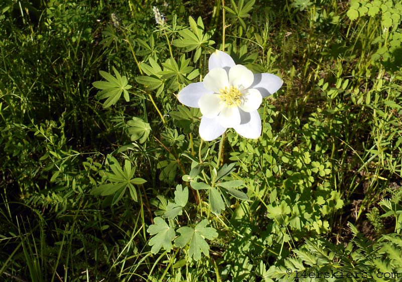 Columbine on Meander at Crested Butte Mountain Resort
