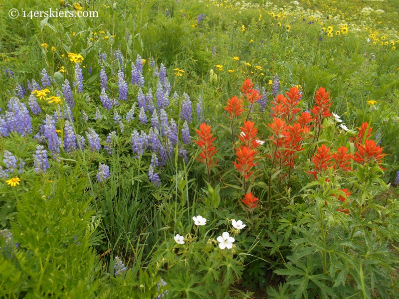 Lupine & paintbrush on Hasley Pass Hike