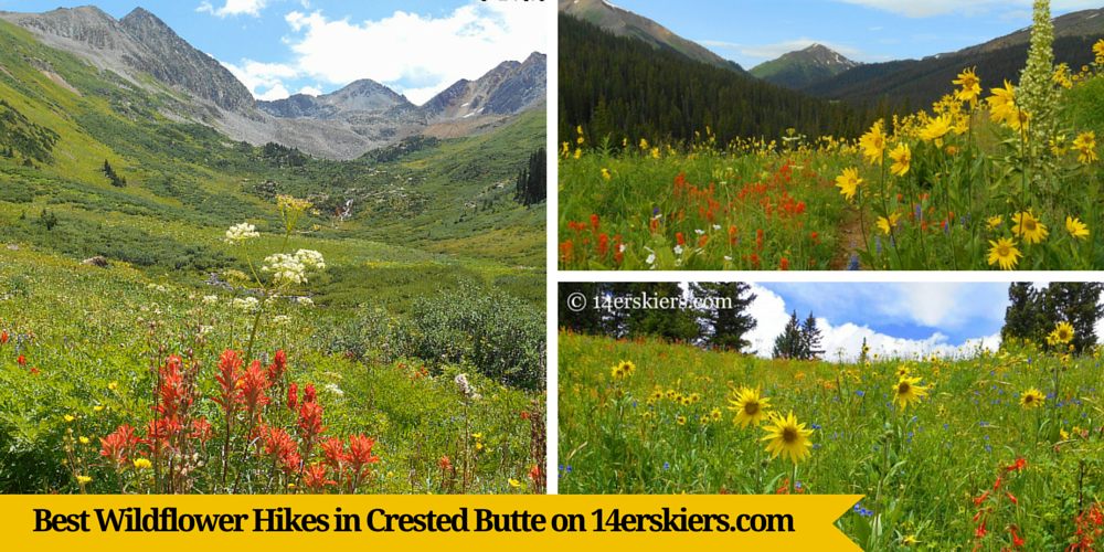 Best Wildflower Hikes in Crested Butte