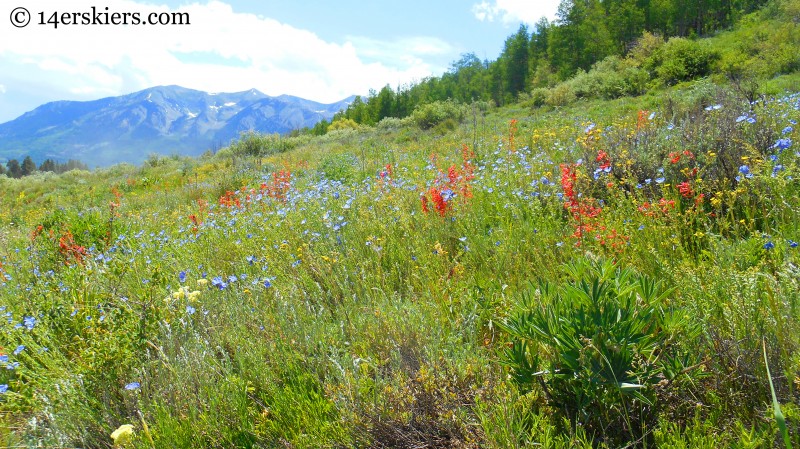 Hiking Brush Creek Trail in Crested Butte