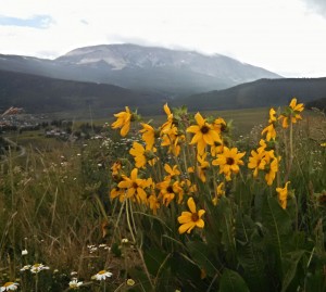 monsoon rain and sunflowers