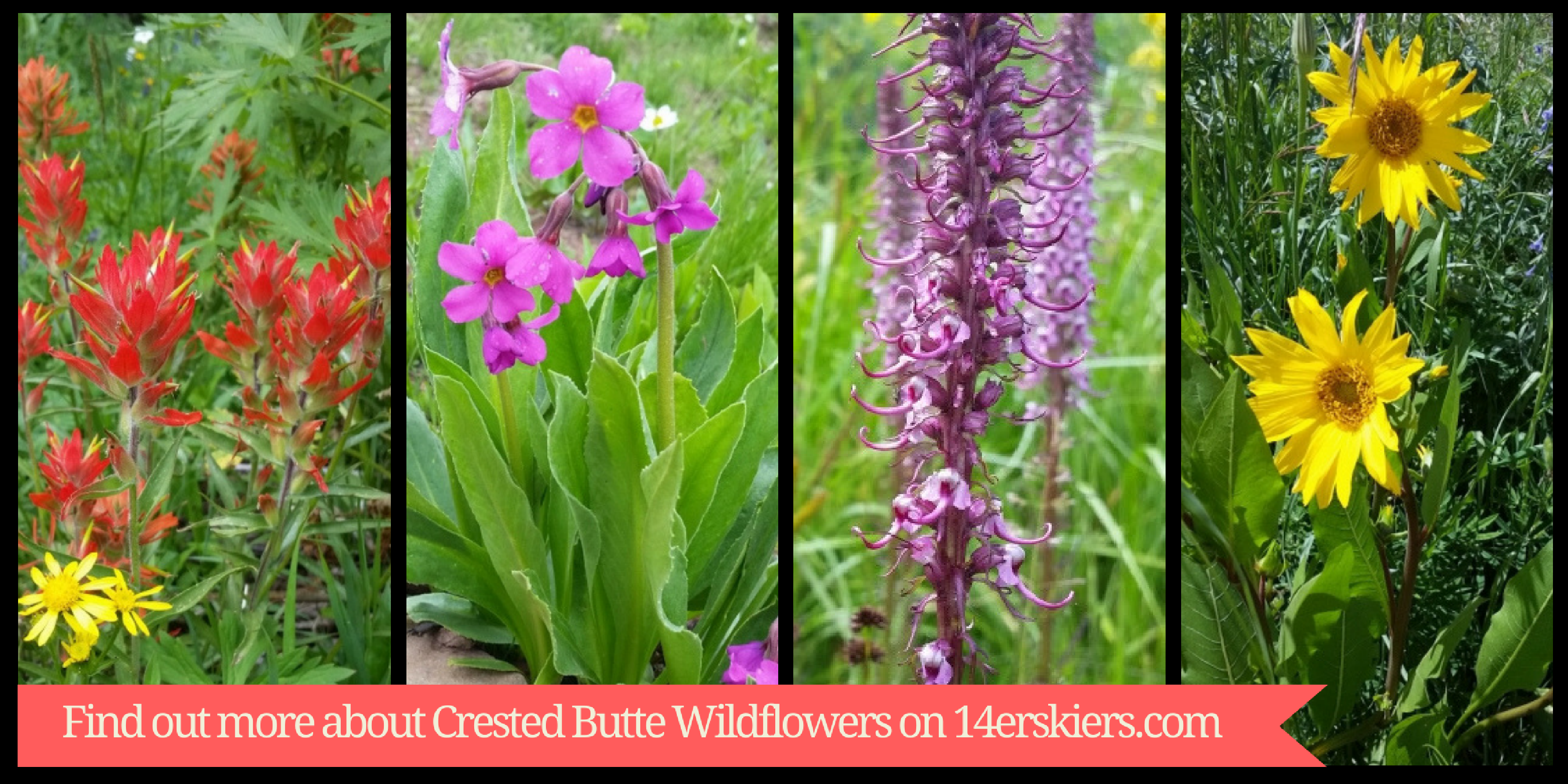 Introducing our Guide to Crested Butte Wildflowers