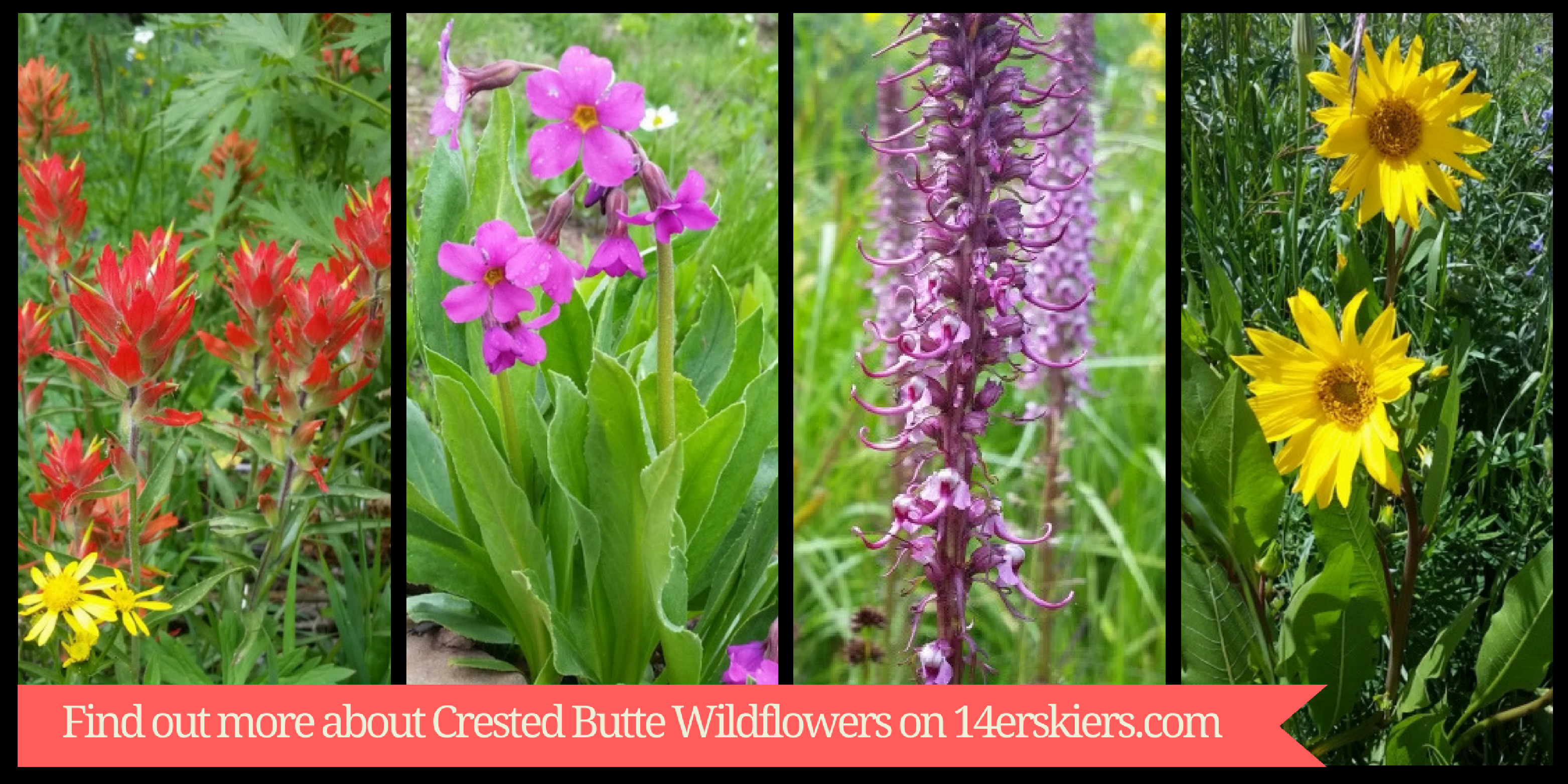 Wildflowers Falling Over: Keeping Wildflowers From Drooping In